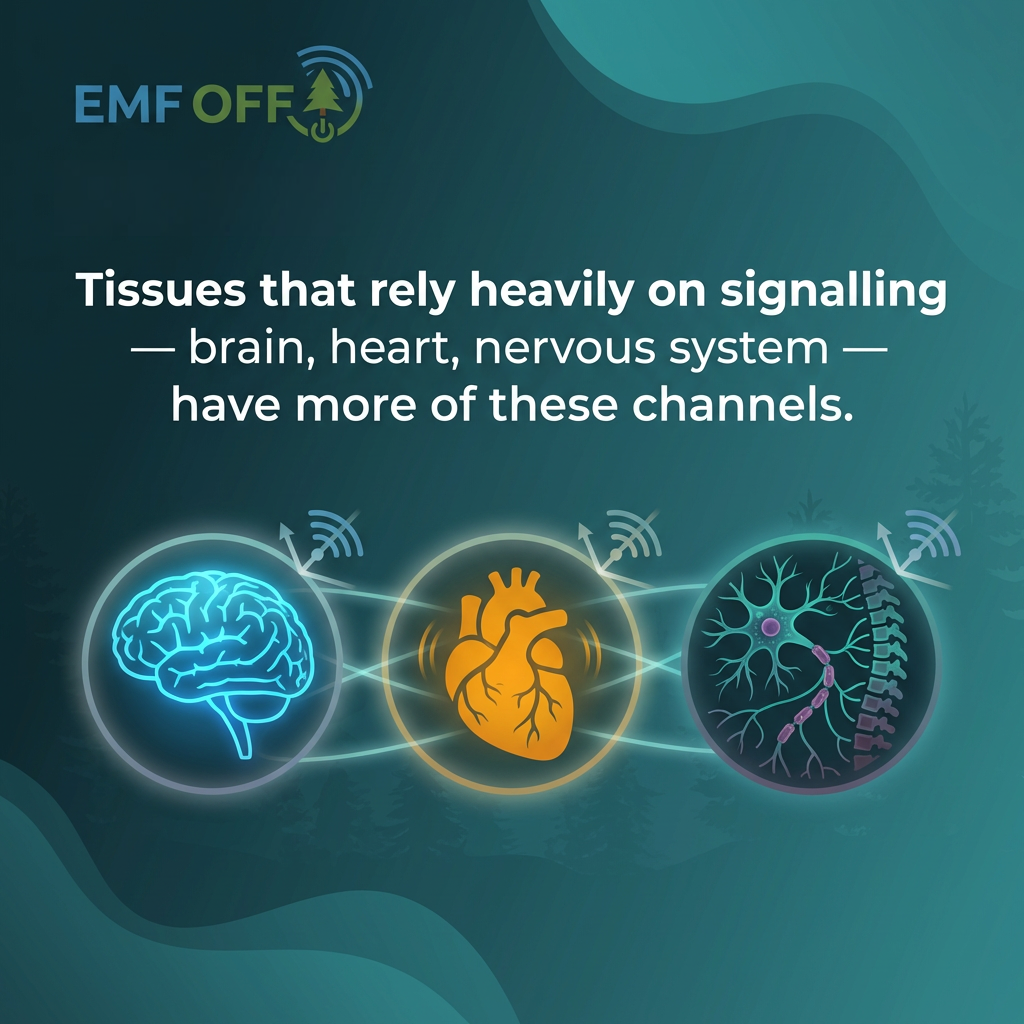 Some people get sick in modern wireless environments. And no one knows how to talk about it properly.